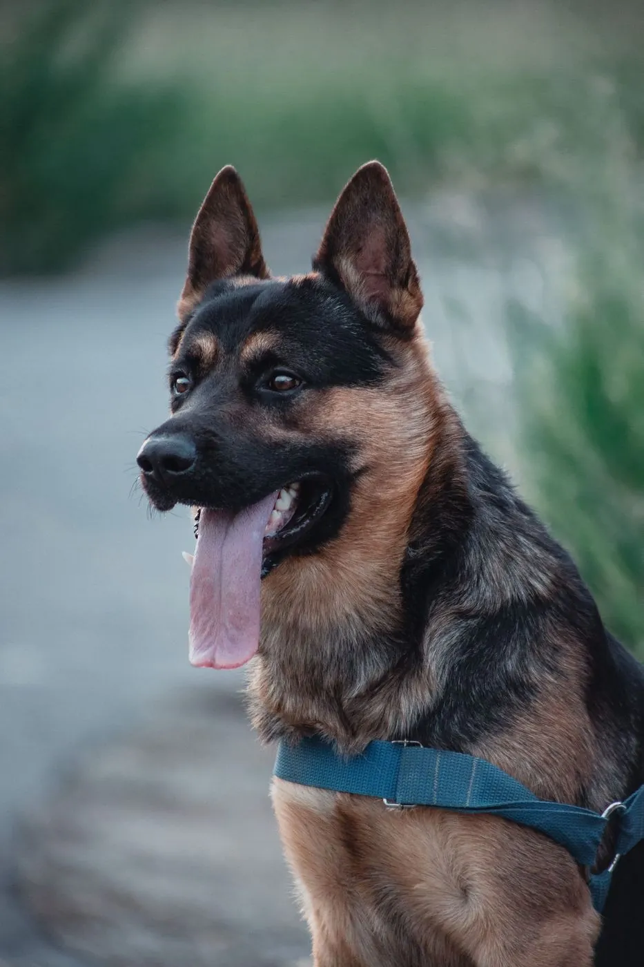 A German Shepherd wearing a blue harness and looking to the side outdoors.
